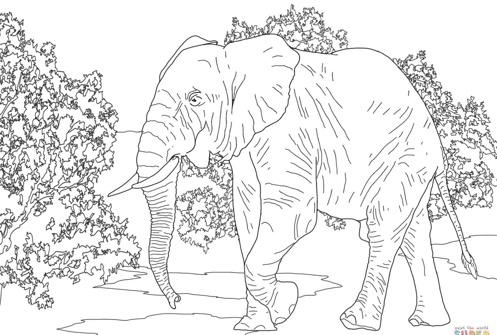 1600x1080 Free Printable African Animal Colorings Animals Savanna Coloring