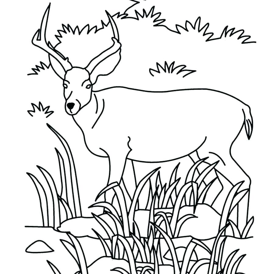 863x900 Grassland Coloring Pages Savanna Animals Coloring Pages Printable