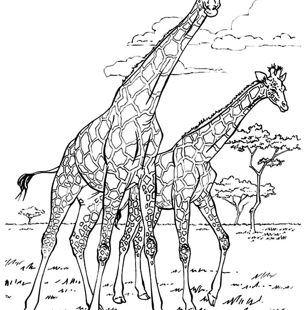 1034x1050 Innovative Numbered Coloring Pages African Animals For Kids Free