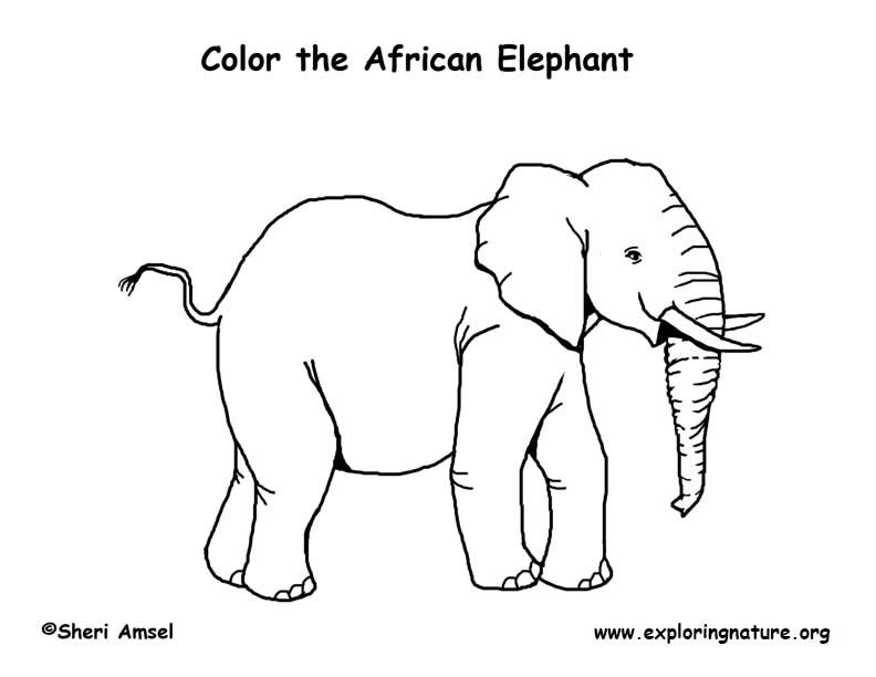 792x612 Savanna African Animals Coloring Page Exploring Nature Pictures