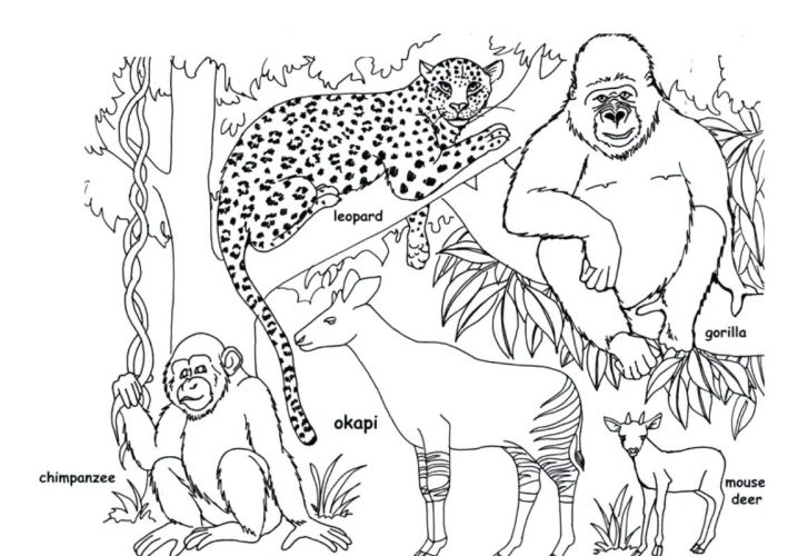 718x500 Coloring Pages ~ Jungle Animal Coloring Pages Realistic Sheets