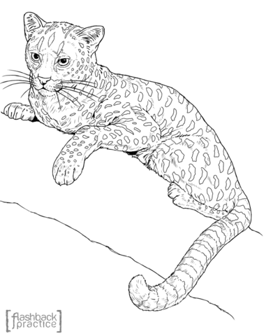 378x480 African Golden Cat On The Tree Coloring Page