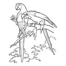 230x230 25 Cute Parrot Coloring Pages Your Toddler Will Love To Color
