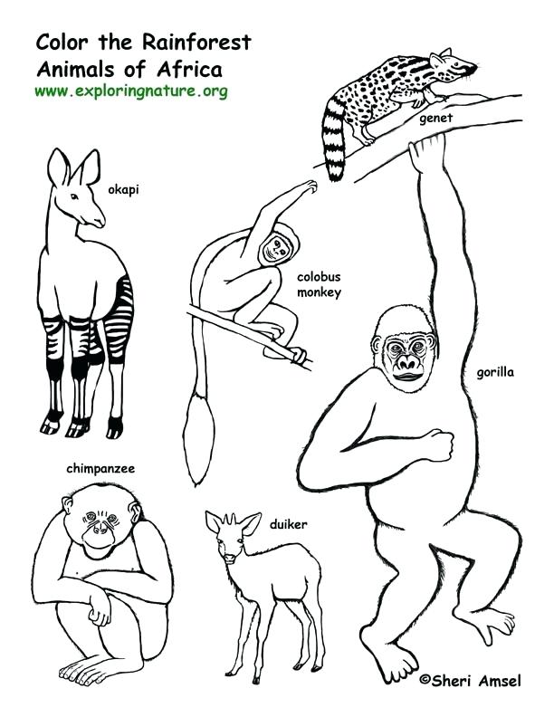 612x792 Rainforest Animal Coloring Pages Plants Coloring Pages Rain Forest