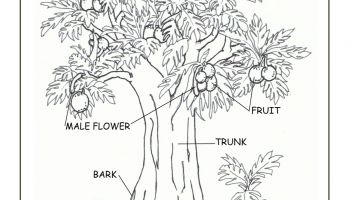 355x200 Real Tree Adult Coloring Pages Download Coloring For Kids 2018
