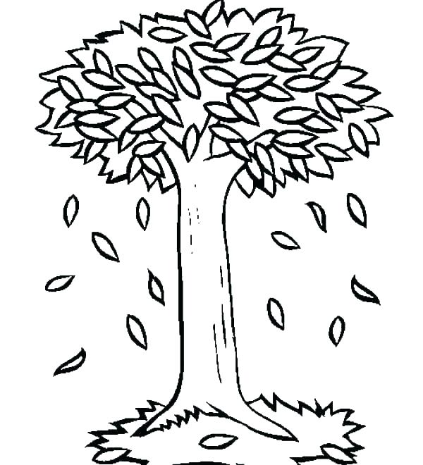 600x660 Trees Outline Drawings Bare Tree Coloring Page Trees Outline