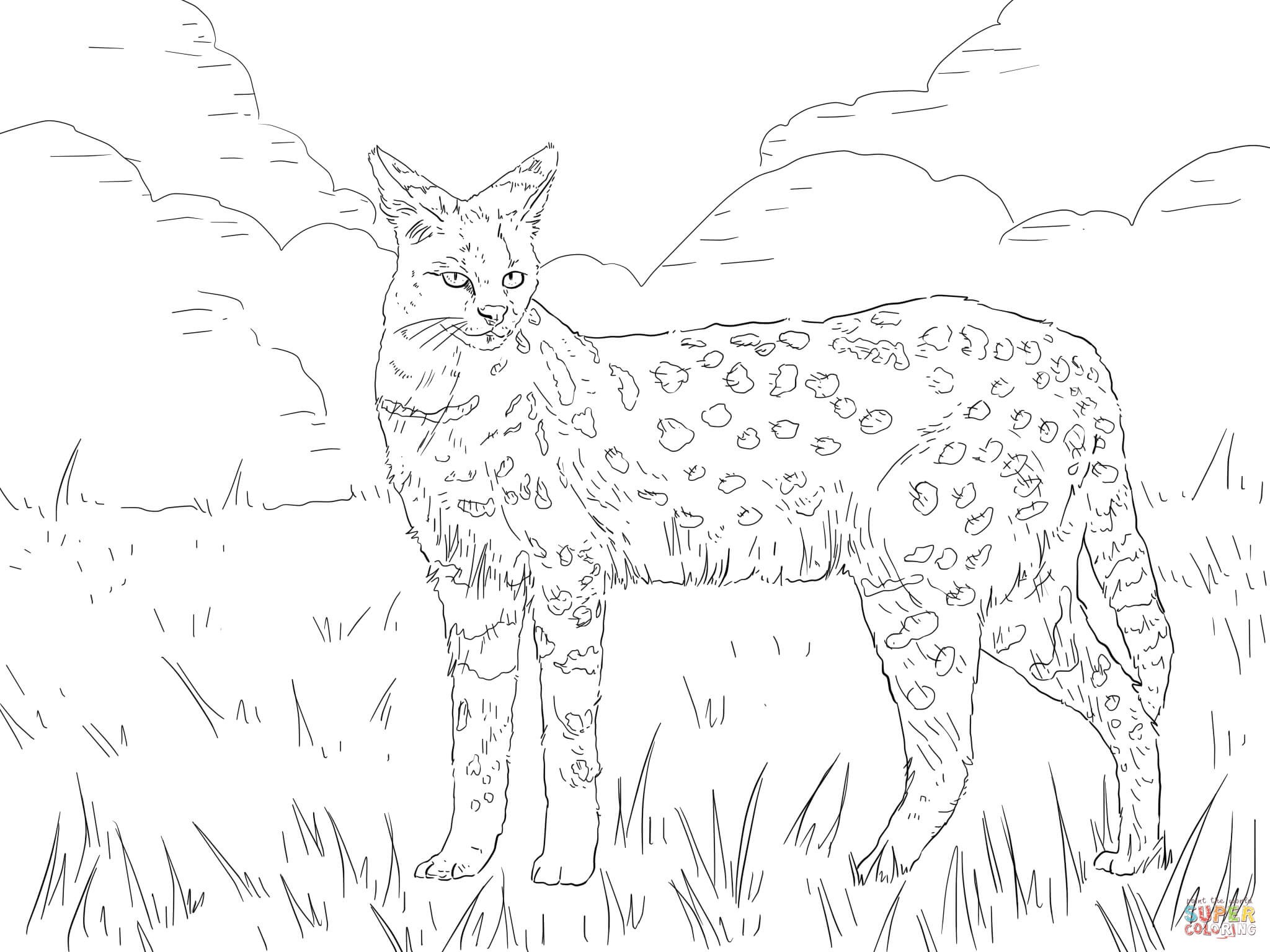 2048x1536 Serval Animal Coloring Pages