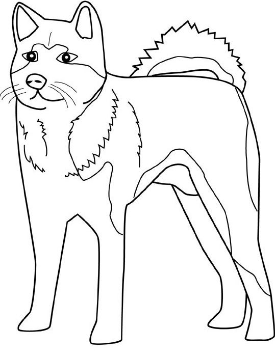 539x699 The Dashing Dogs And Interesting Dogs Kids Net
