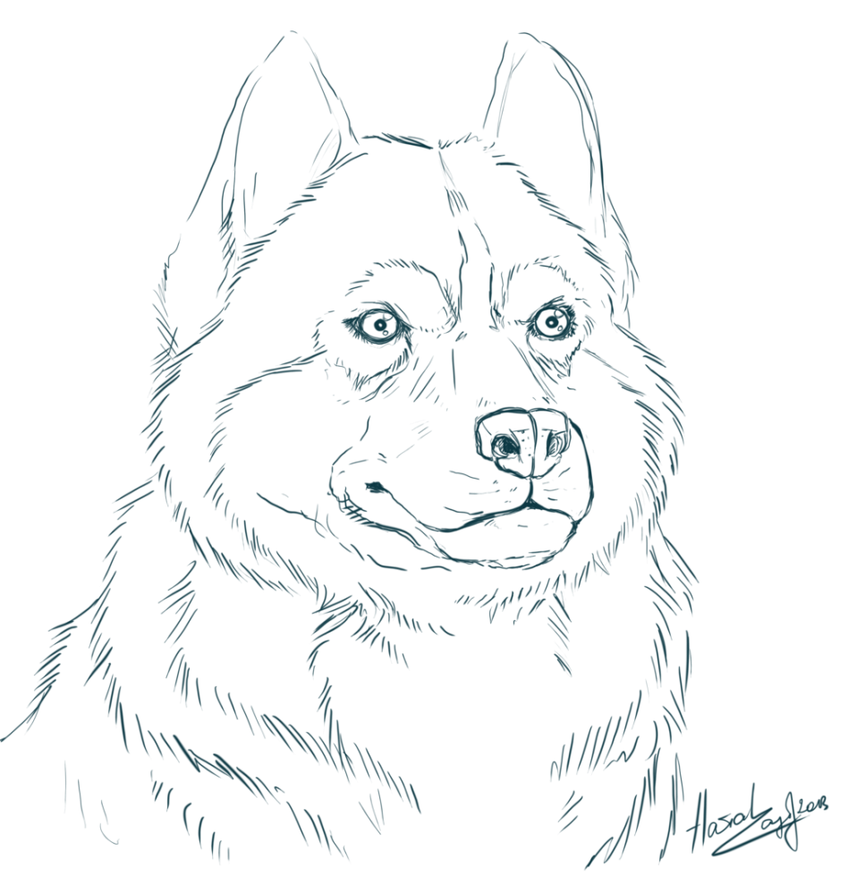948x979 Valuable Coloring Pages Of Husky Puppies With Wallpapers