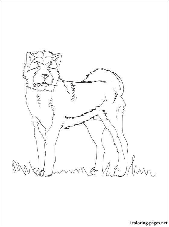 560x750 Akita Inu Coloring Page Coloring Pages