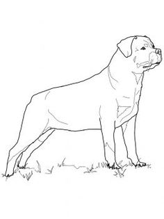 236x315 American Akita Favorite Dog Colouring Pages