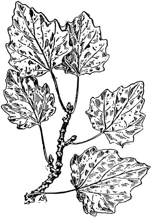502x720 Parte De Arbol De Alamo Dibujos Para Colorear.jpg