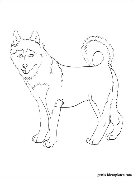 560x750 Alaska Coloring Page Symbols Facts Pack Of Alaska Animals Coloring