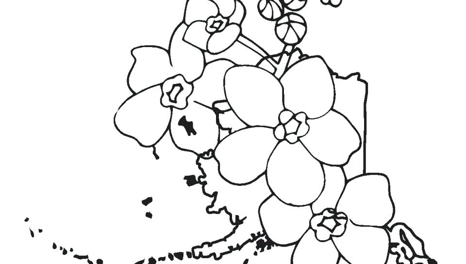 960x544 Alaska Coloring Pages Coloring Pages For Kids Alaska Airlines