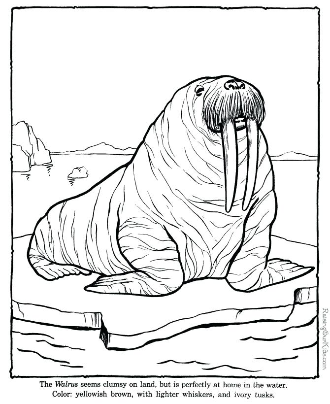 670x820 Alaska Coloring Page Coloring Pages Elegant Coloring Pages Print