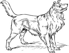 236x183 Alaskan Malamute Coloring Page Dog Quilts, Dog Pattern And Adult
