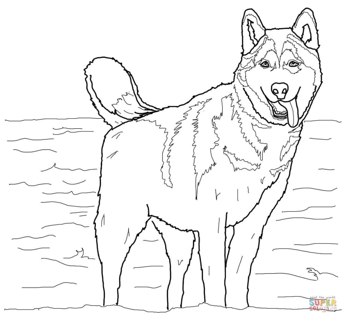1200x1112 Alaskan Malamute Coloring Pages Coloring Pages