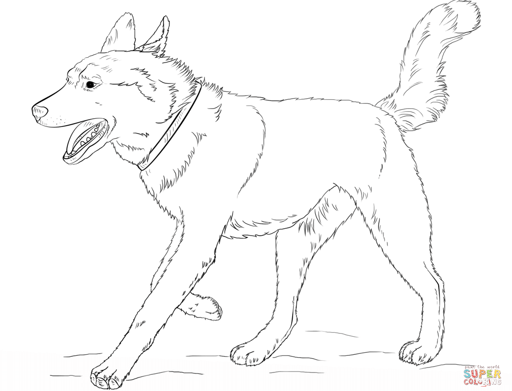 1048x800 Siberian Husky Coloring Pages To Download Free Printable Animals