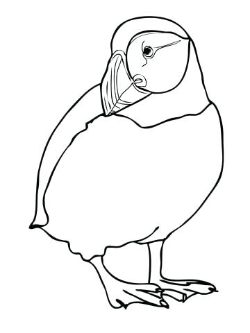 360x480 Puffin Coloring Page Albatross Coloring Pages Download And Print