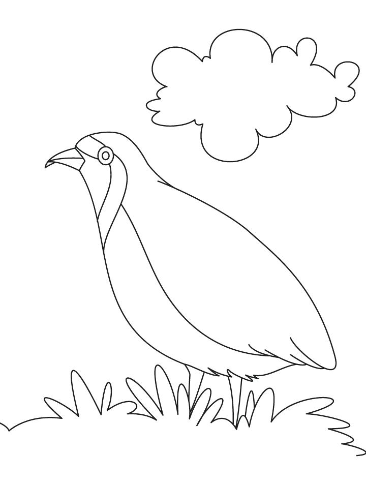 720x954 Puffin Coloring Page Parakeet Coloring Pages Puffin Coloring Page