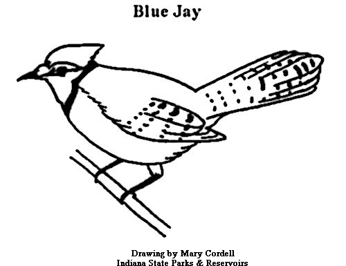500x385 Dnr Coloring Pages