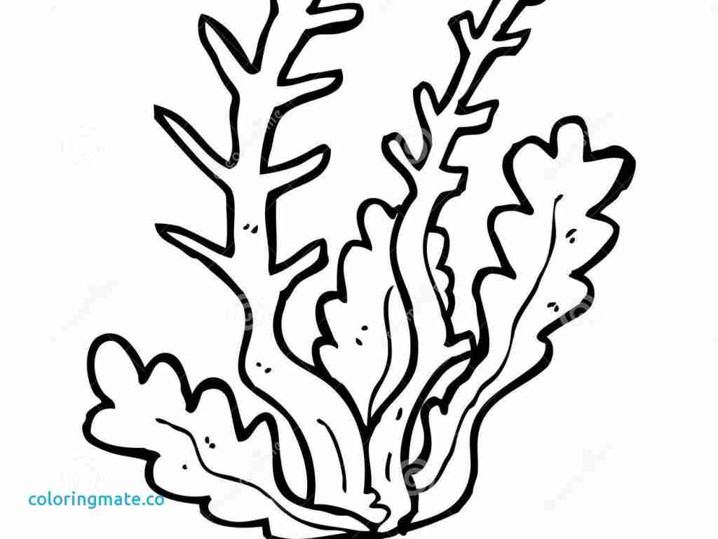 1024x768 Sampler Sea Plants Coloring Pages Algae 1897 3453 Unknown