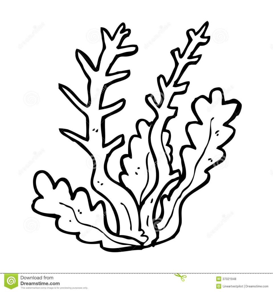 958x1024 Algae Coloring Pages
