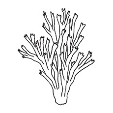 230x230 Top 10 Coral Coloring Pages For Toddler