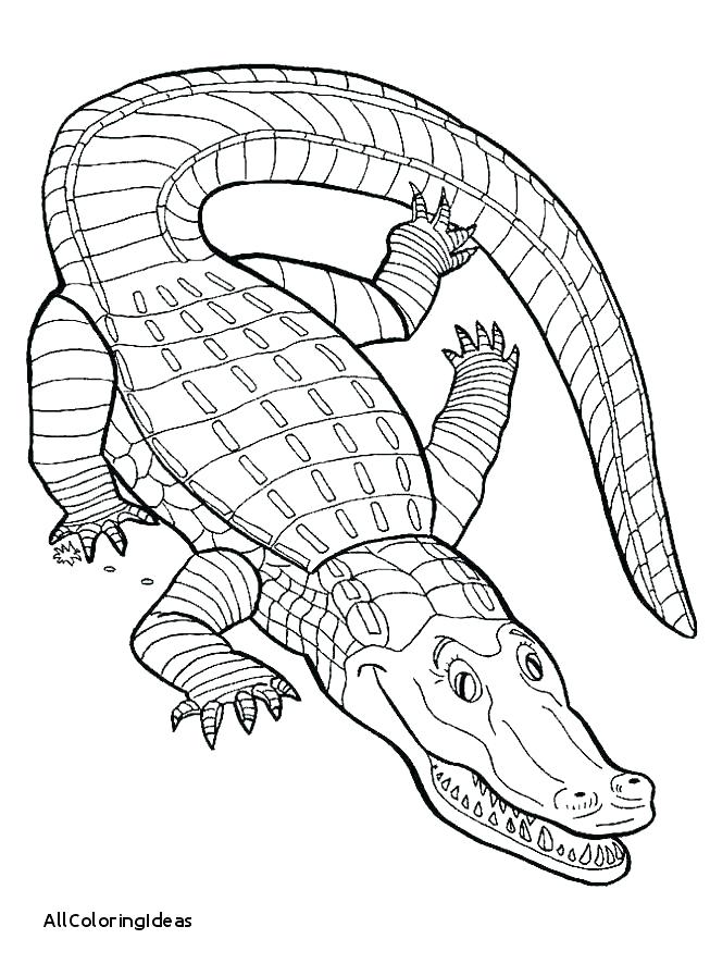 653x897 Alligator Coloring Page Alligator Coloring Pages For Preschool