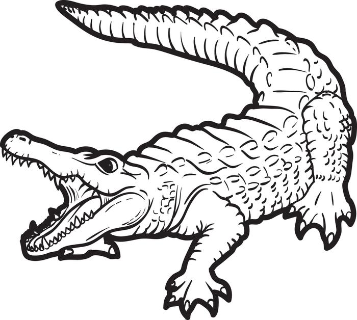 700x628 Alligator Color Free Printable Alligator Coloring Page For Kids 2