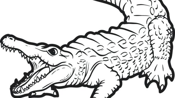 585x329 Alligator Color Page Free Printable Alligator Coloring Page