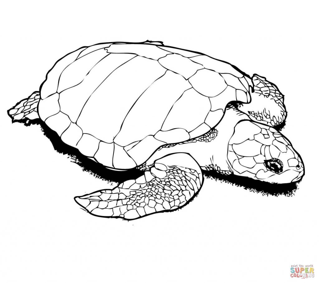 1024x907 Nesting Kemps Ridley Sea Turtle Pattern Coloring Page