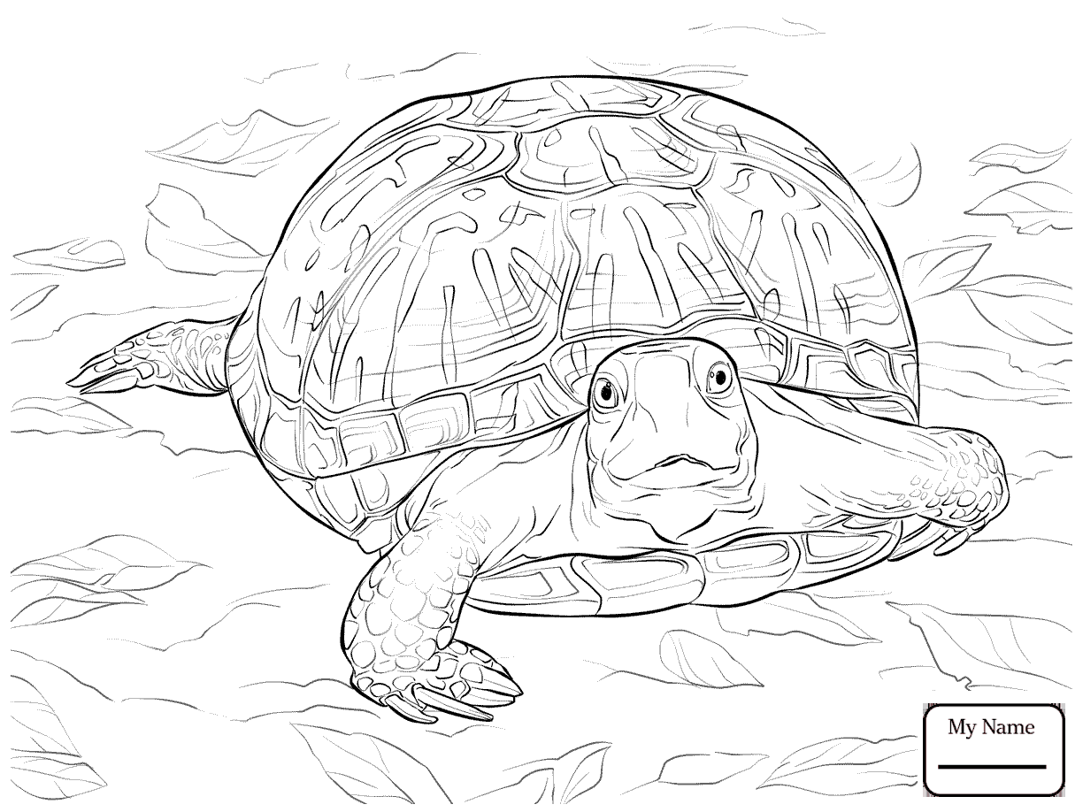 1224x918 Promising Realistic Turtle Coloring Pages Turtles Free