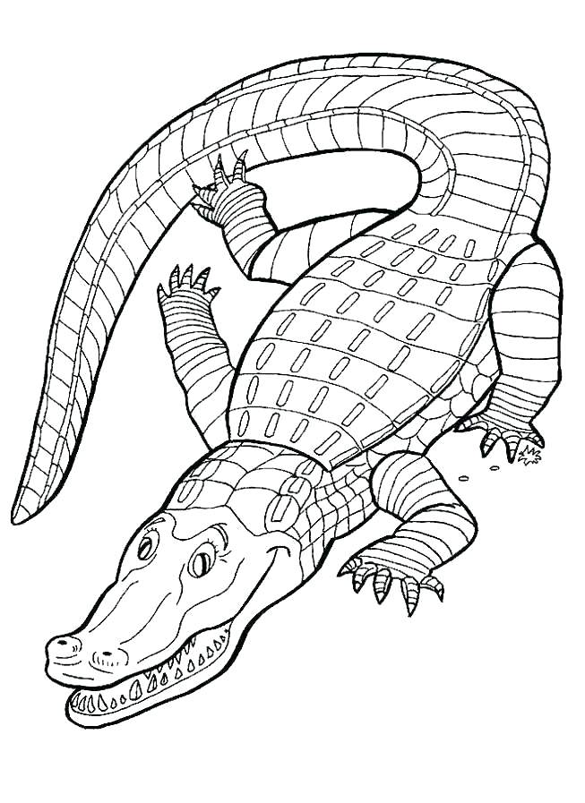 653x897 Alligator Coloring Page Alligator Coloring Pictures Download