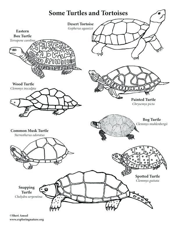 612x792 Snapping Turtle Coloring Page Coloring Pages Of Reptiles Realistic