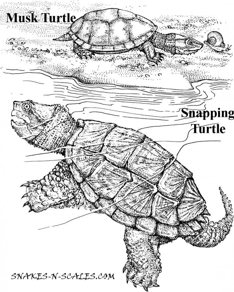 750x934 Snapping Turtle Coloring Page Musk Turtle Snapping Turtle Coloring