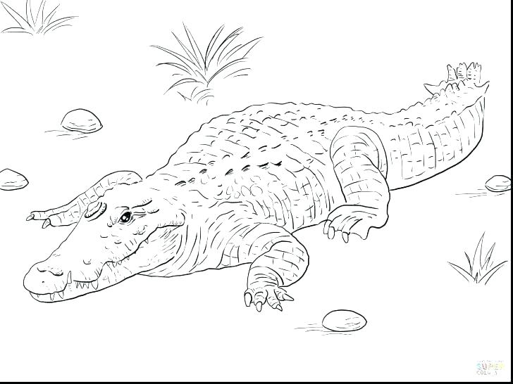 728x546 Alligator Coloring Page Alligator Snapping Turtle Coloring Pages