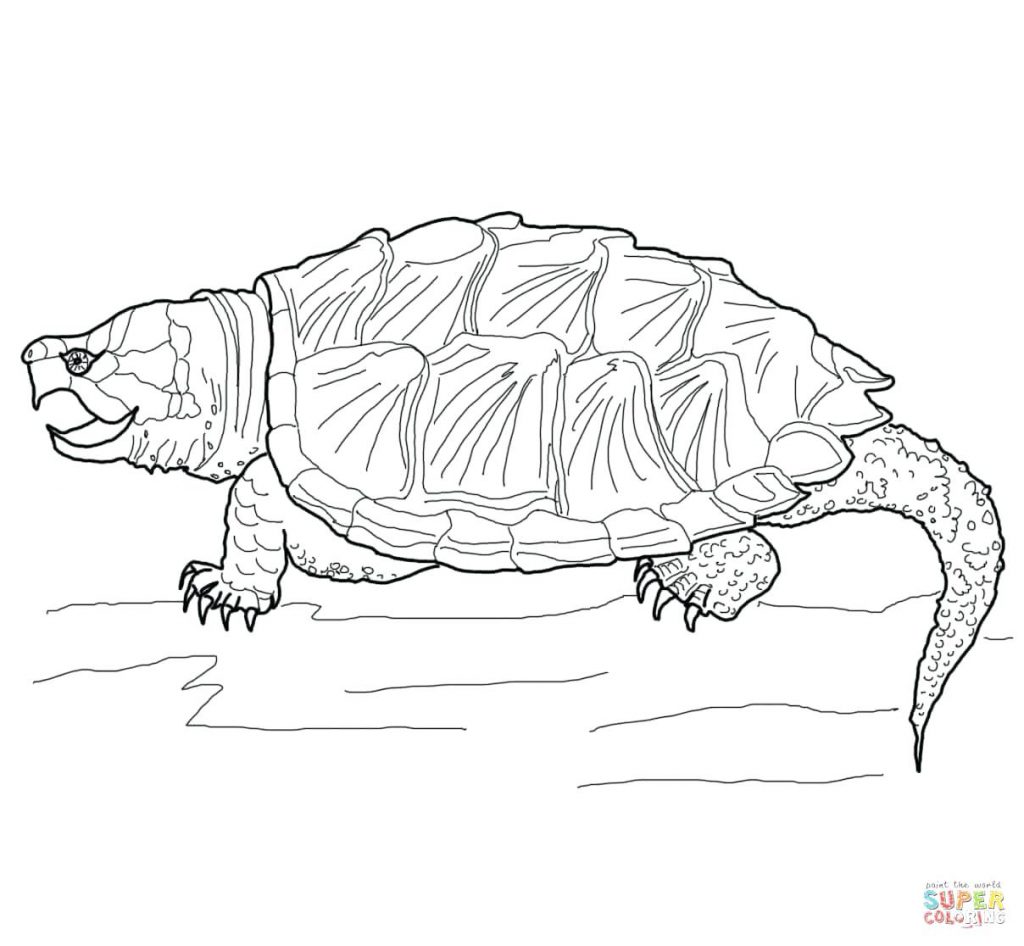 1024x946 Coloring Page Turtles Coloring Pages. Cartoon Sea Turtle Coloring