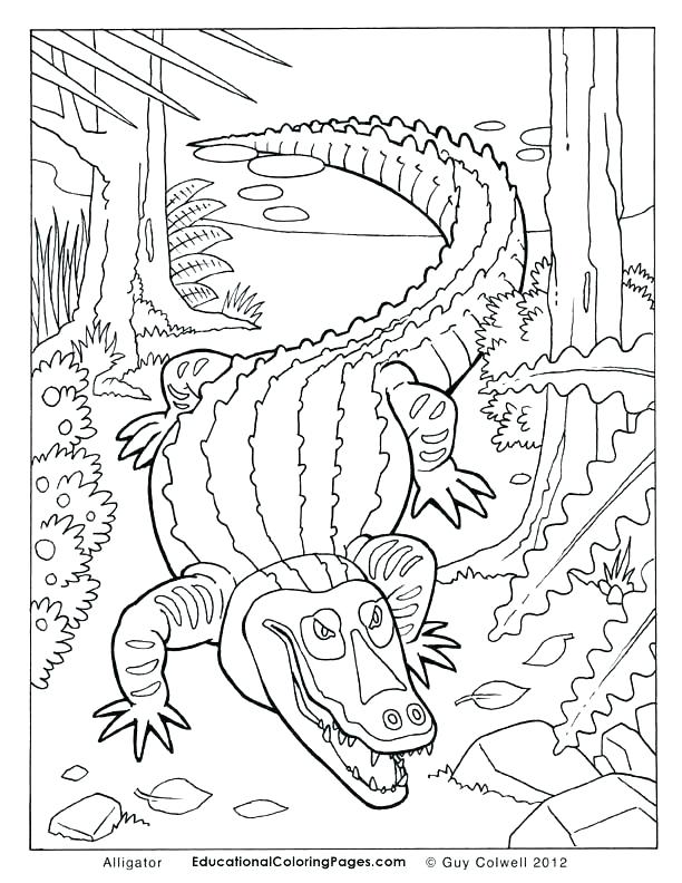 612x792 Alligator Coloring Pages Alligator Snapping Turtle Coloring Pages