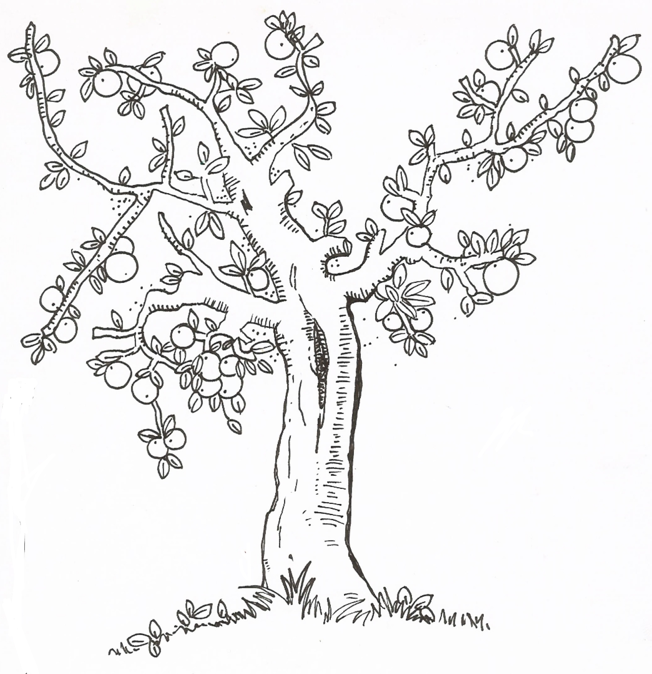 2090x2162 Coloring Pages Of Fruit Trees Almond Coloring Pages Coloring Panda