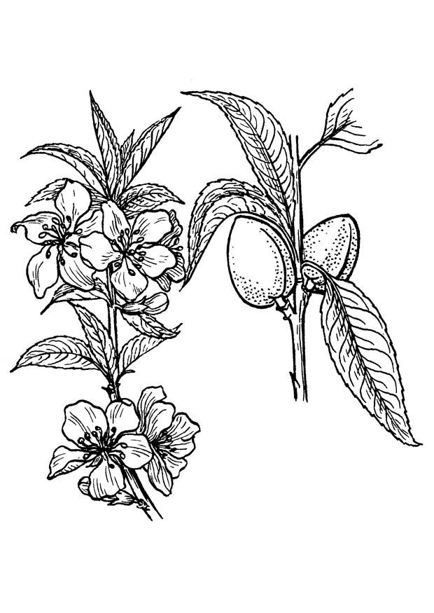 620x875 Coloring Page Almond Tree