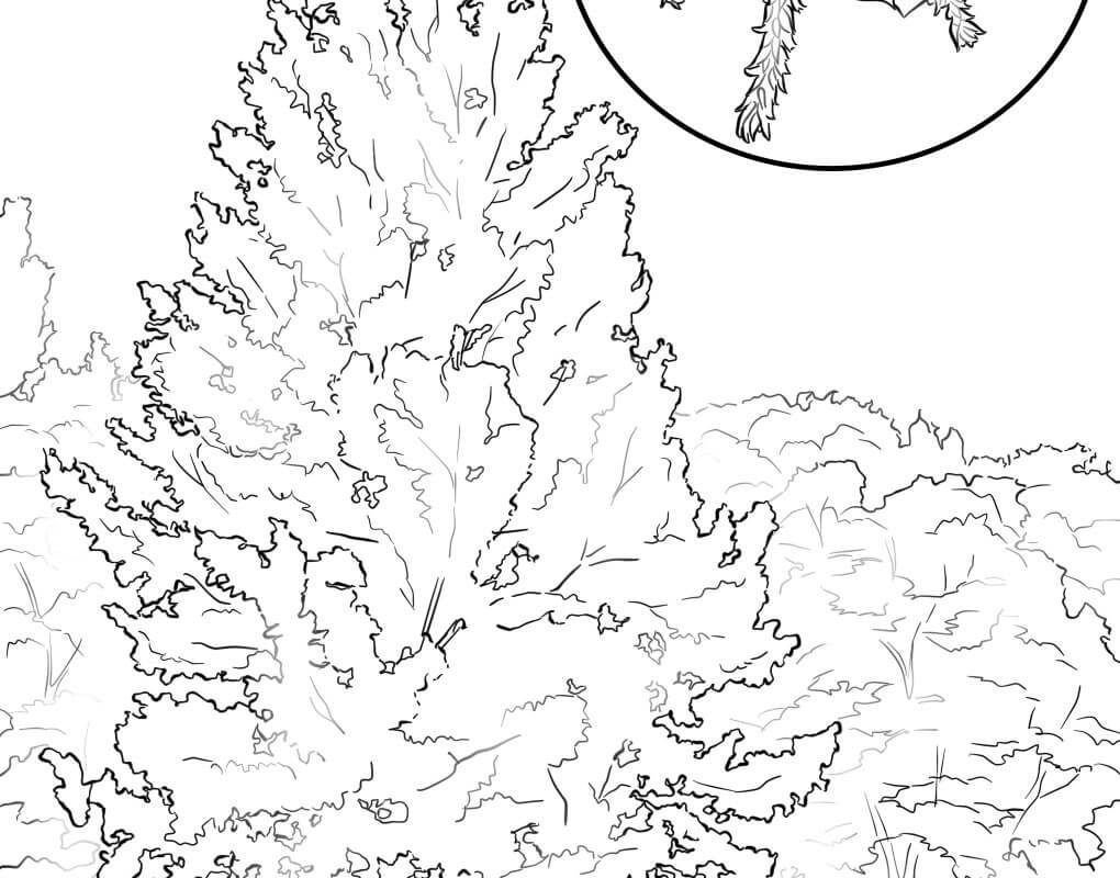 1020x800 Pecan Tree Coloring Page