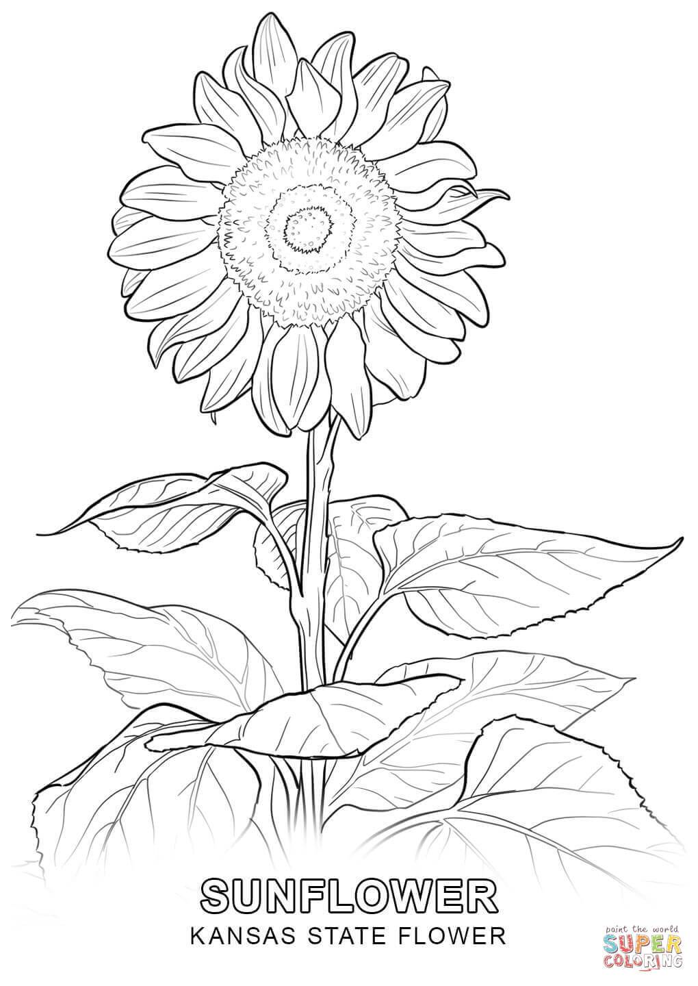 1020x1440 Unbelievable Kansas State Flower Coloring Page Printable