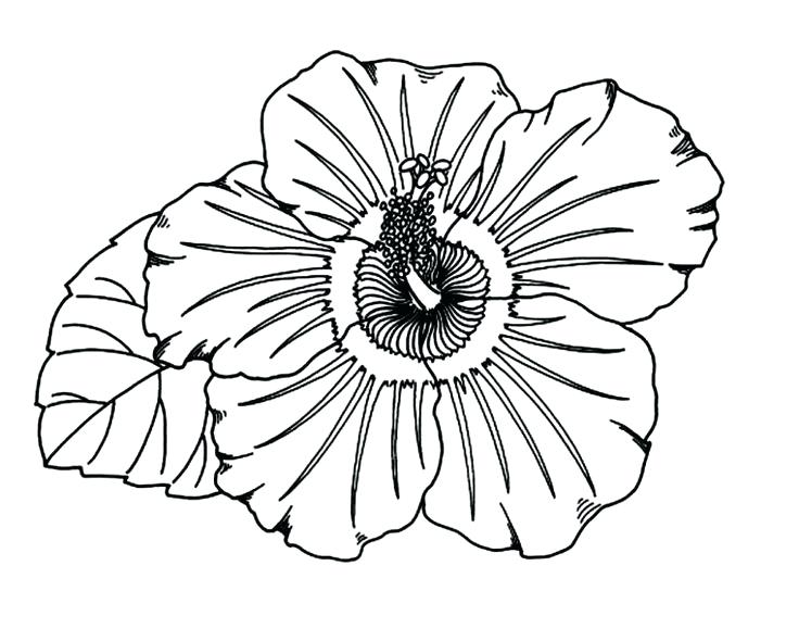 736x590 Coloring Pages Coloring Pages Coloring Page Here Are Coloring
