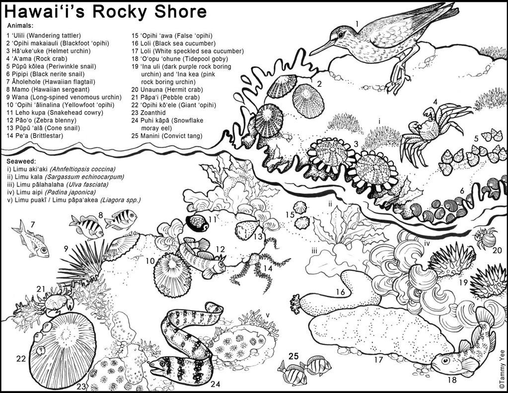 1023x792 Aloha Hawaii Coloring Page Free Printable Pages Beautiful