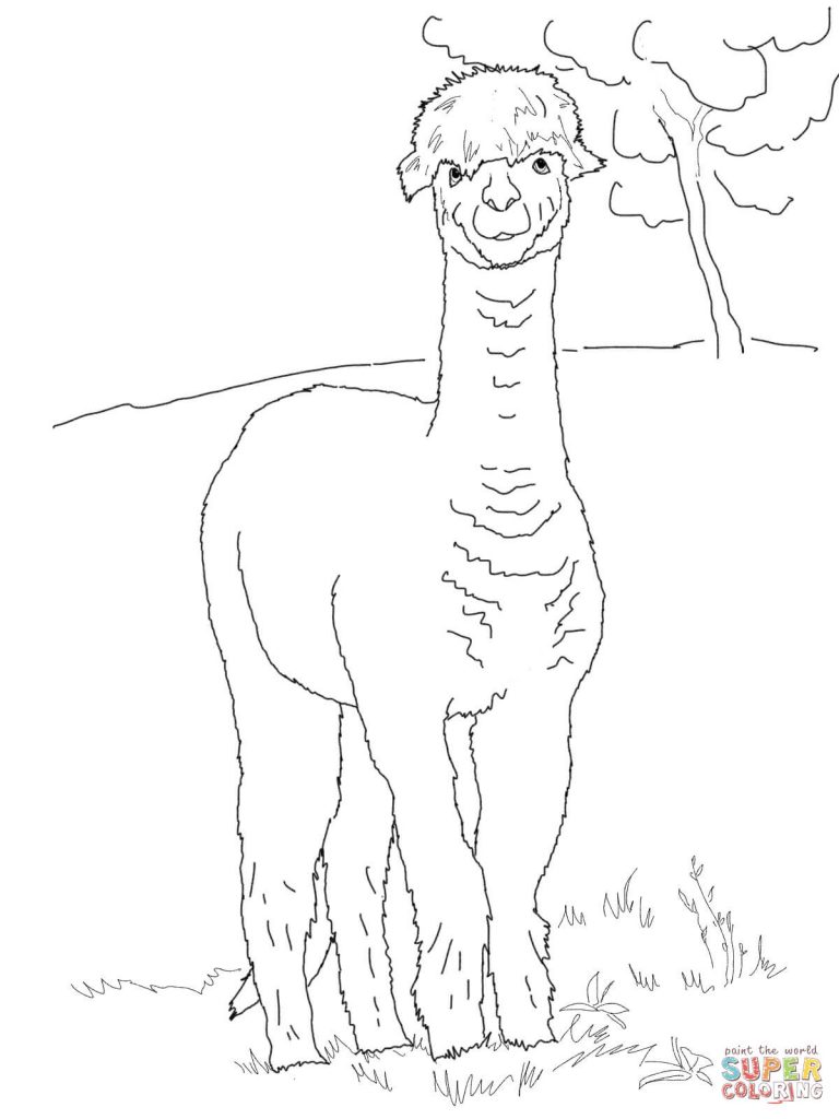 768x1024 Funny Alpaca Download For Coloring Page