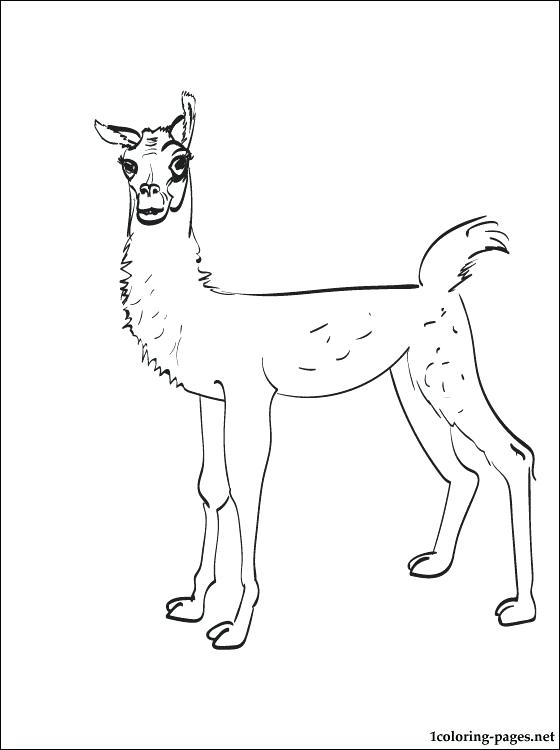 560x750 Llama Coloring Pages Alpaca Coloring Pages Llama And Printable