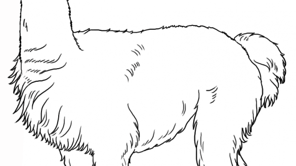 585x329 Llama Coloring Pages Knowledgeable Alpaca Page 3f