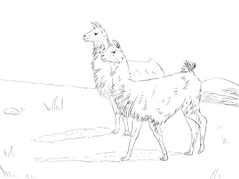 480x360 Alpaca Coloring Pages Alpaca Coloring Pages Llama Animal Coloring