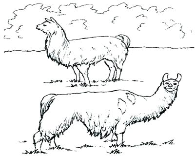 400x322 Alpaca Coloring Pages Coloring Pages Coloring Pages Coloring Trend